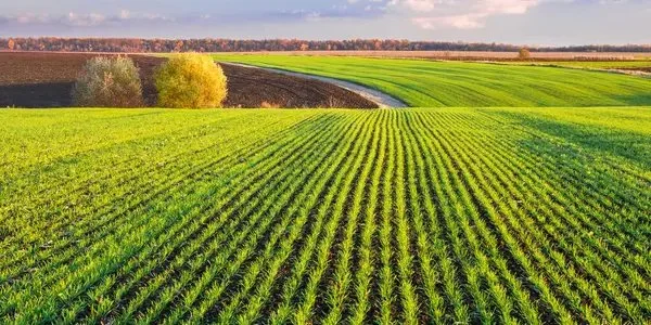 Клімат переживає зміни. Фермери з Кіровоградської області вирішили відмовитися від однієї з найпоширеніших культур.