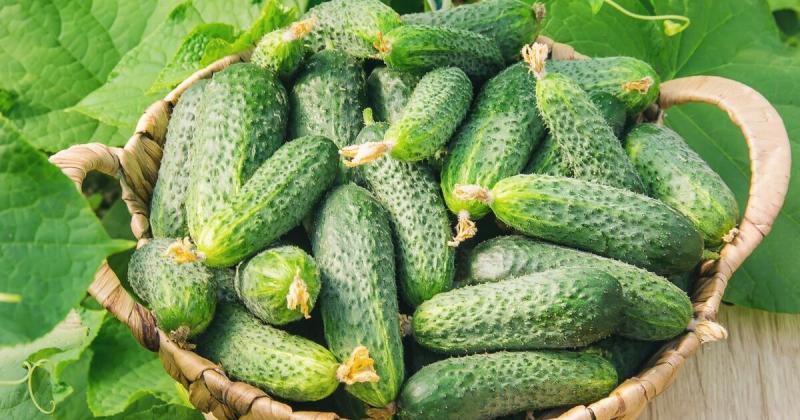 В Україні спостерігається зростання цін на огірки. Наразі вони стали дорожчими на 61% у порівнянні з минулим роком.