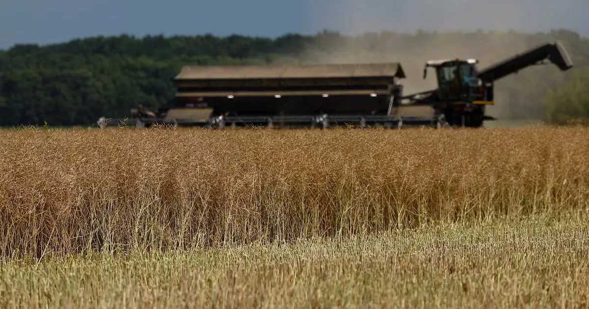 Україна має намір розширити площі під посіви ріпаку до 1,5 мільйона гектарів у зв'язку з конфліктом в Ірані.