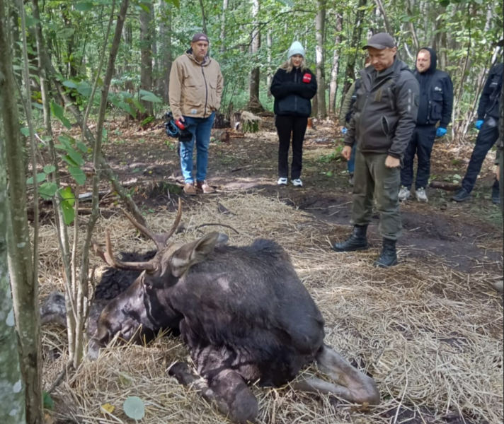 У Рівненській області рятувальники допомогли червонокнижному лосю, який опинився в пастці болота. Тепер тварину транспортували на лікування до Львова.
