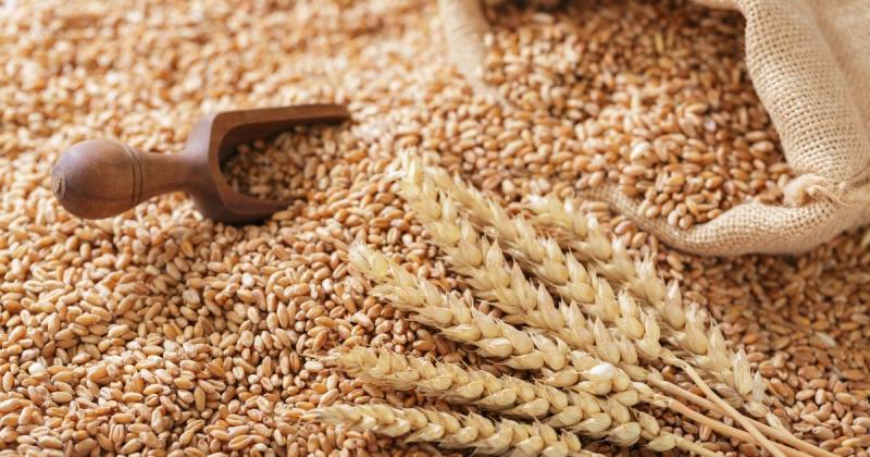 Урожай збільшився, а експорт зменшився: Україна не планує вводити обмеження на вивіз пшениці в сезоні 2025/26 -- Delo.ua