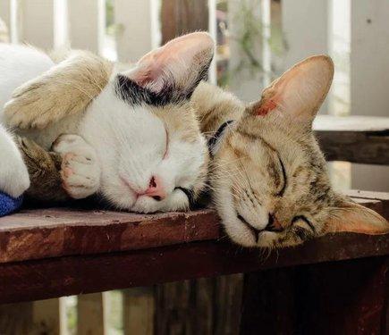 Уряд Таїланду вважає кішок суттєвим елементом економічної системи країни.