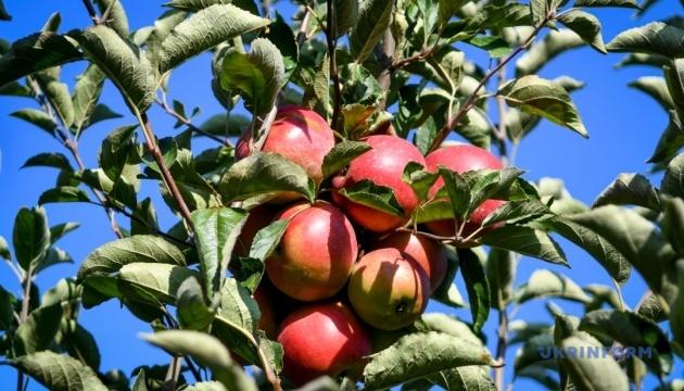 Цього року аграрії отримають більше ніж ₴400 мільйонів для підтримки розвитку садівництва та тепличного господарства.