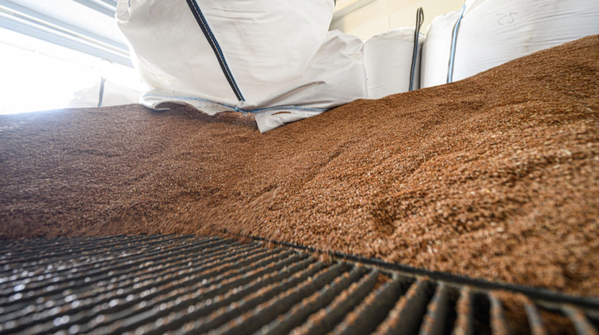 У урядових колах озвучили прогнози щодо цін і доступності гречки у наступному сезоні.