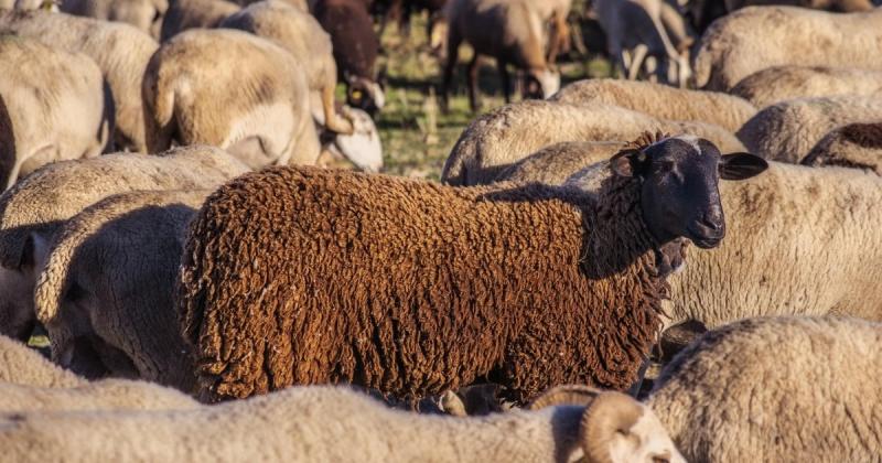 Вівчарство в Україні переживає спад: Мінекономіки озвучило актуальні дані сектора -- Delo.ua