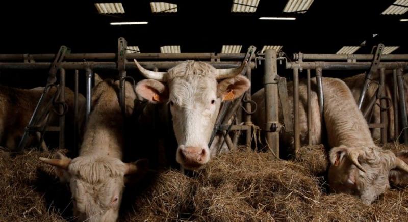 Вірус без обмежень: як Росія перетворює ящур на міжнародну загрозу