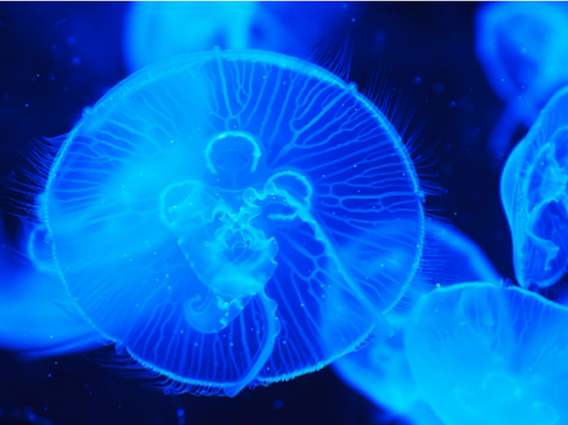 Росіяни планують здійснити експеримент у водах Азовського моря, що викликало занепокоєння серед екологів.