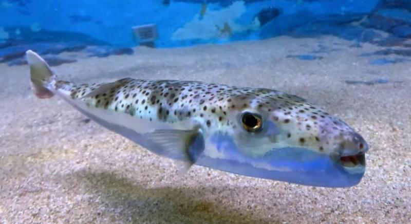 Завдяки потеплінню Середземне море стало домом для небезпечної риби: Греція обіцяє винагороду за її лов.