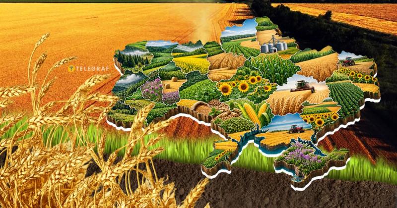 Замість традиційної пшениці — фіолетове зерно та 